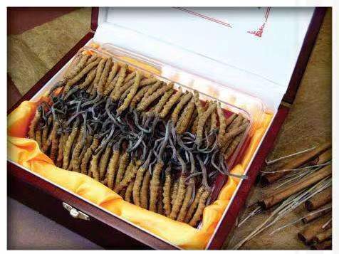 利辛冬虫夏草回收